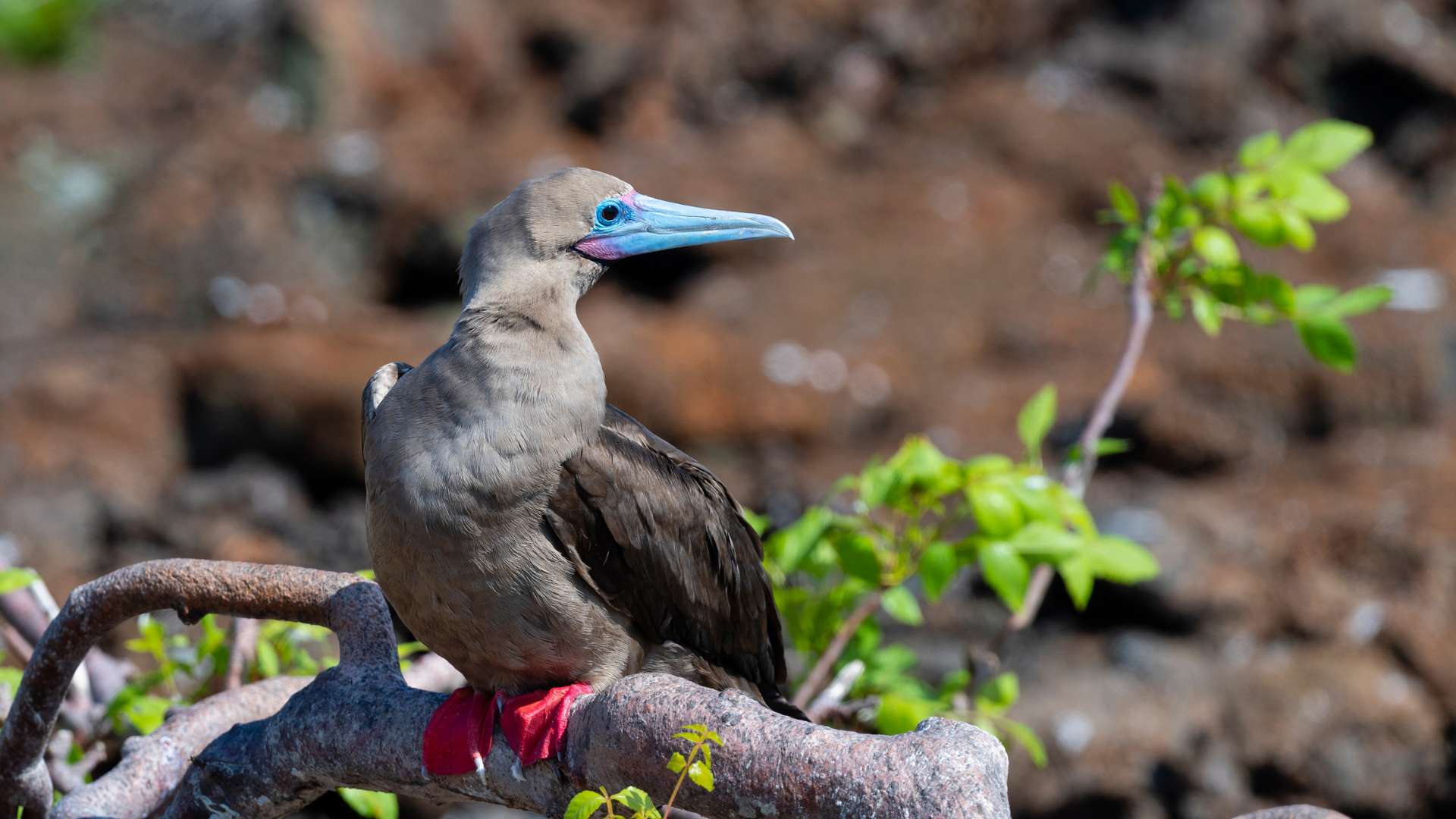 Red footed boobie | Galapagos