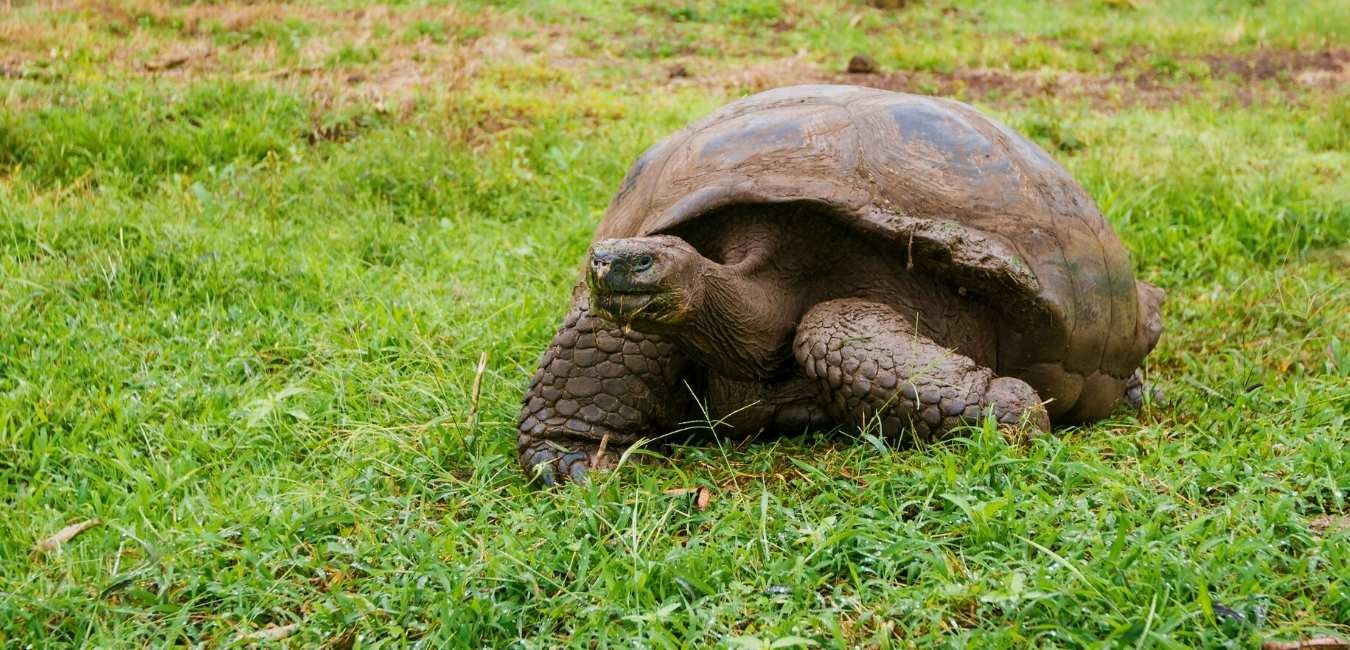 Santa Cruz Giant Tortoise