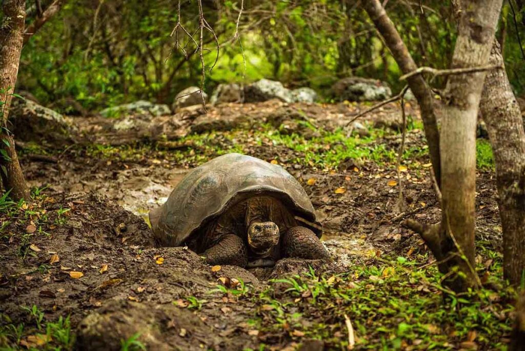 Santa Cruz Highlands Tortoise Santa Cruz Highlands Tortoise