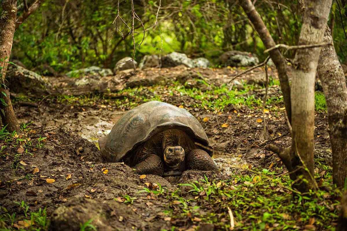 Santa Cruz Highlands Tortoise