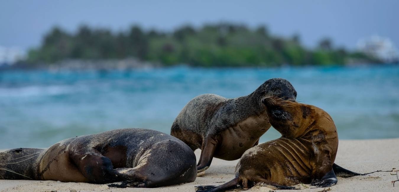 Santa Fe Island , Sea Lions