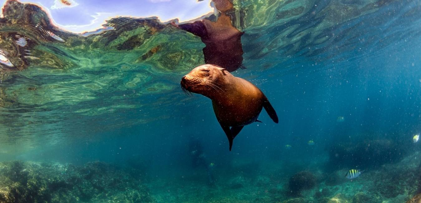 Sea Lion