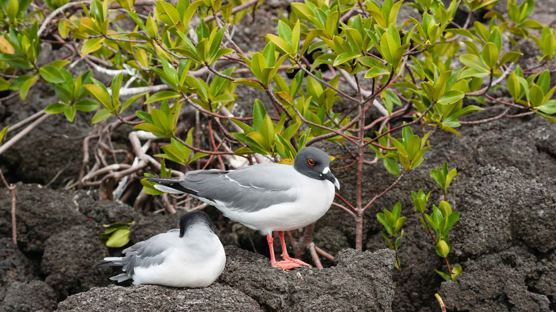 Swallow Tailed Gull | Darwin Bay