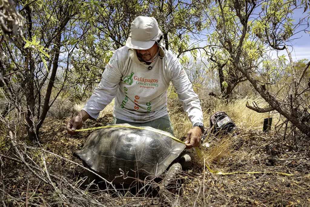 Walter Chimborazo, a member of Galápagos Conservancy, takes morphometric measurements of a juvenile tortoise from the isolated population of Chelonoidis becki.