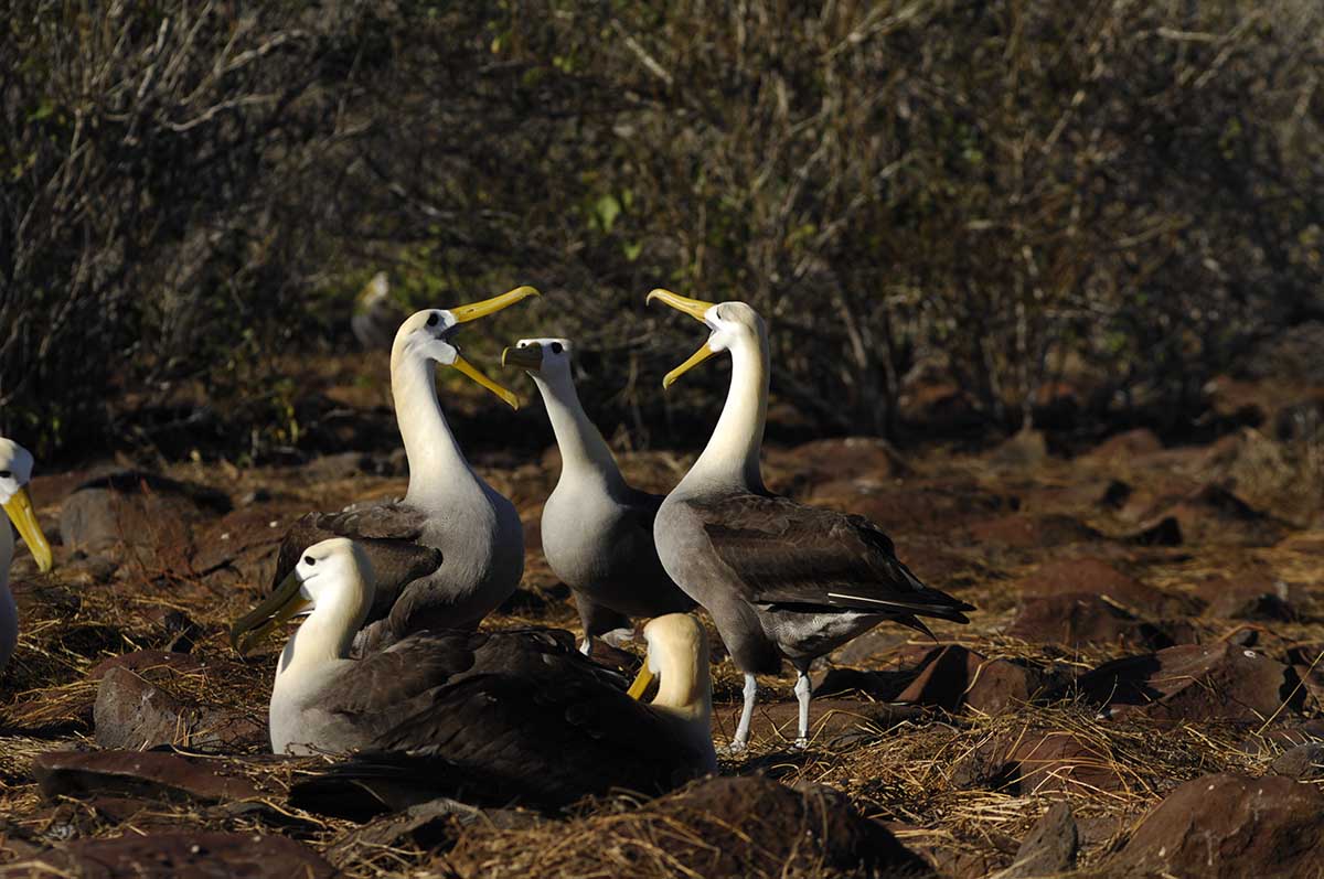 Waved Albatross Punta Suarez Española