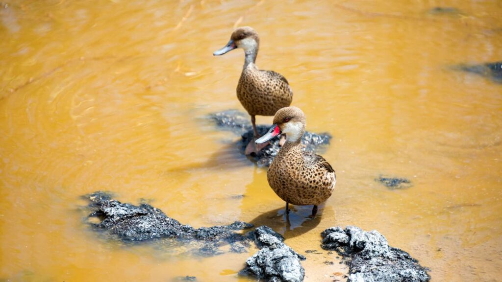 White Cheeked Pintails