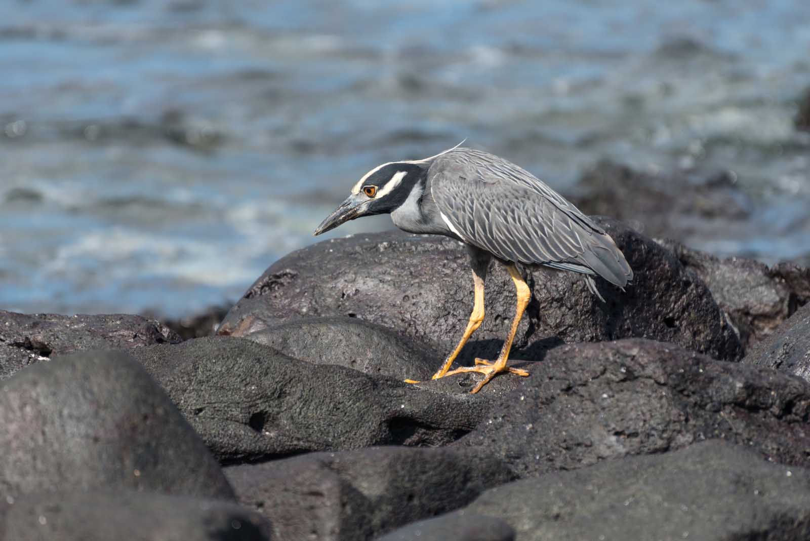 A Yellow-crowned Night Heron (Nyctanassa violacea), Suarez Point, Espanola Island, Galapagos, Ecuador