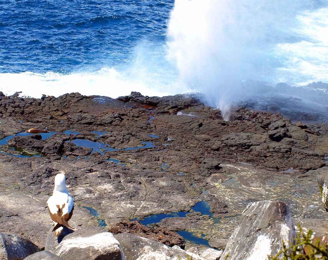 española-island-galapagos