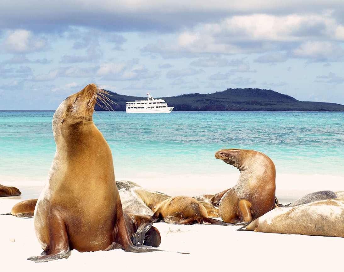 Sea lion | Española Island | Galapagos