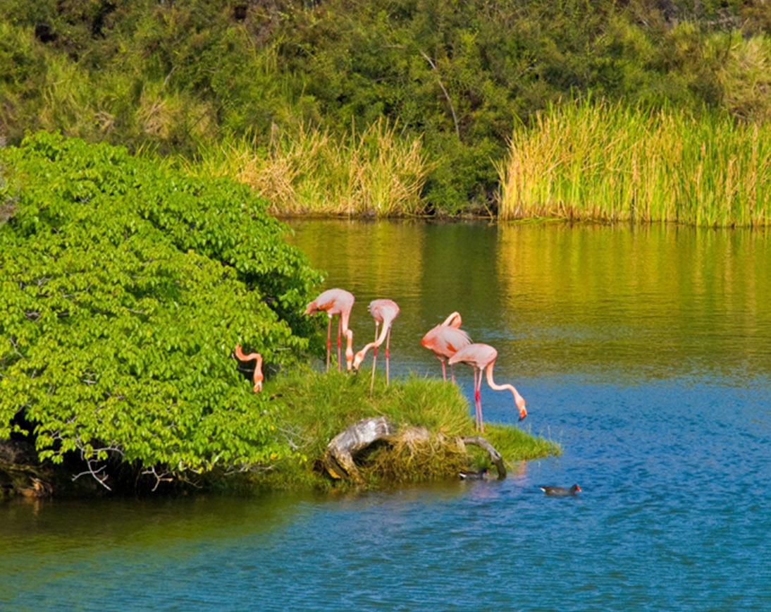 floreana-island-galapagos-4