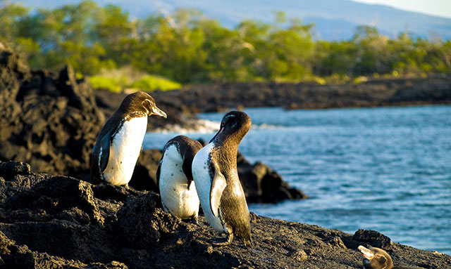 Galapagos penguins