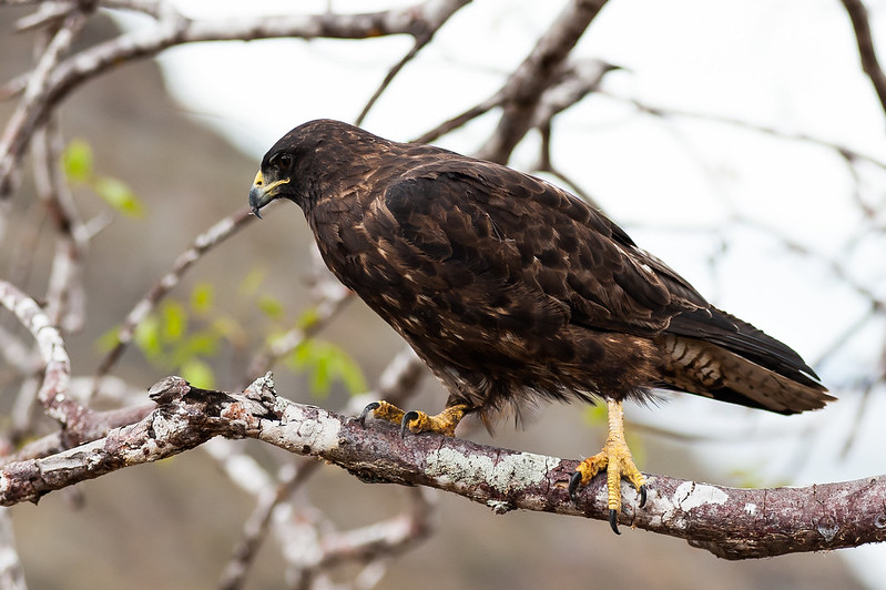 hawk galapagos