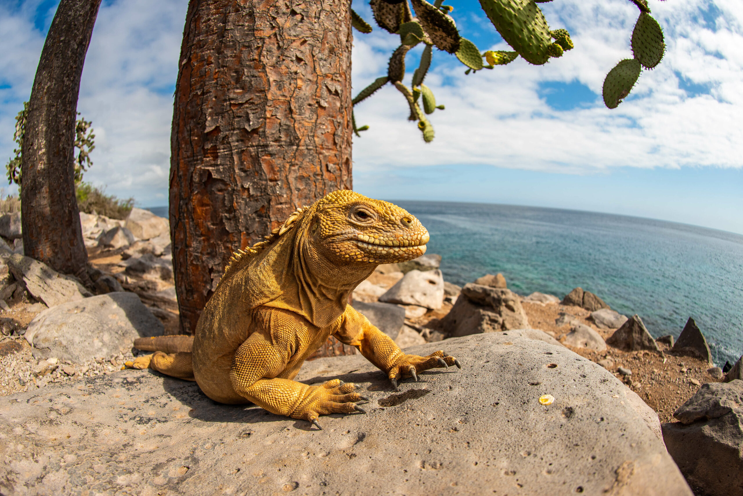 land iguana galapagos