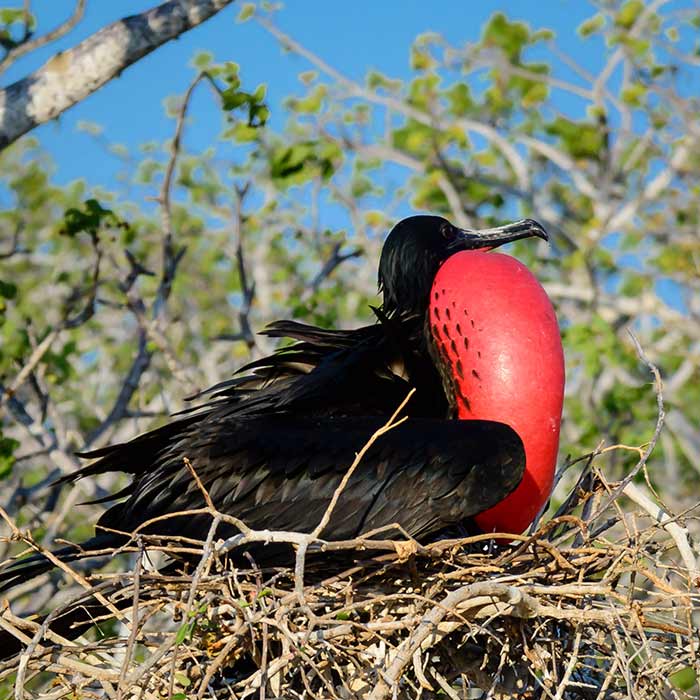 Frigate | North Seymour Island