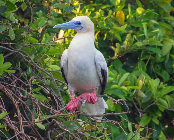 red-footed-booby