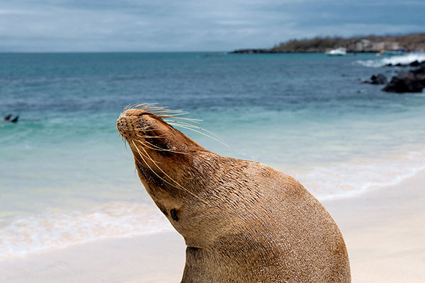 santa-cruz-island-galapagos sea lion