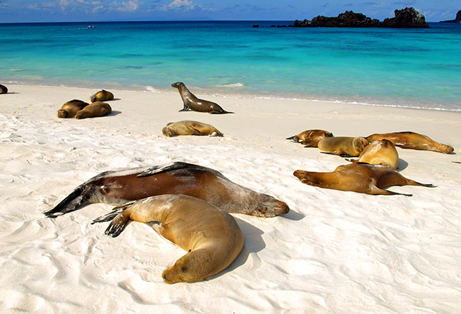 sea lions gardner-bay-espanola-island