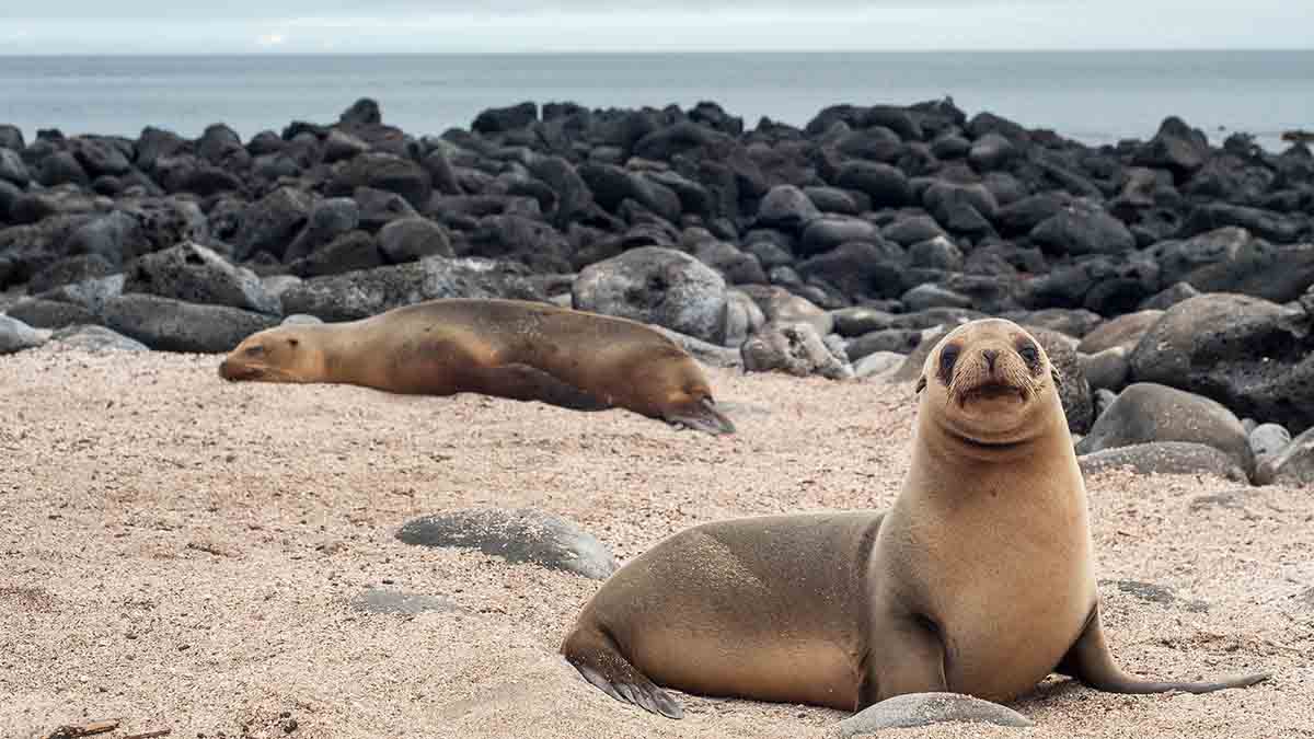 sea-lions