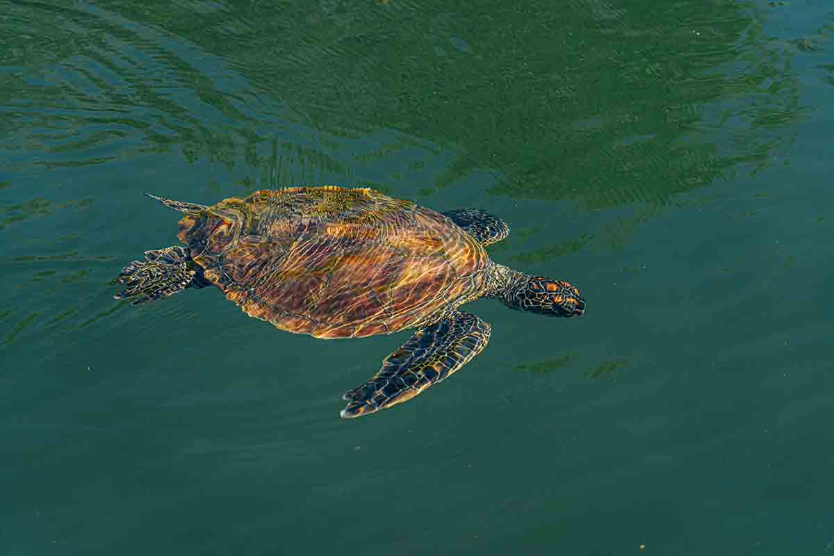 sea turtle galapagos