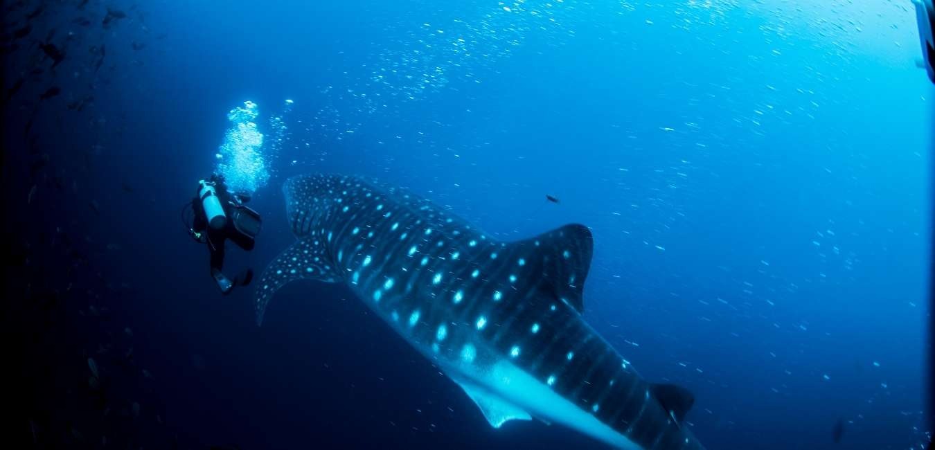 whale shark