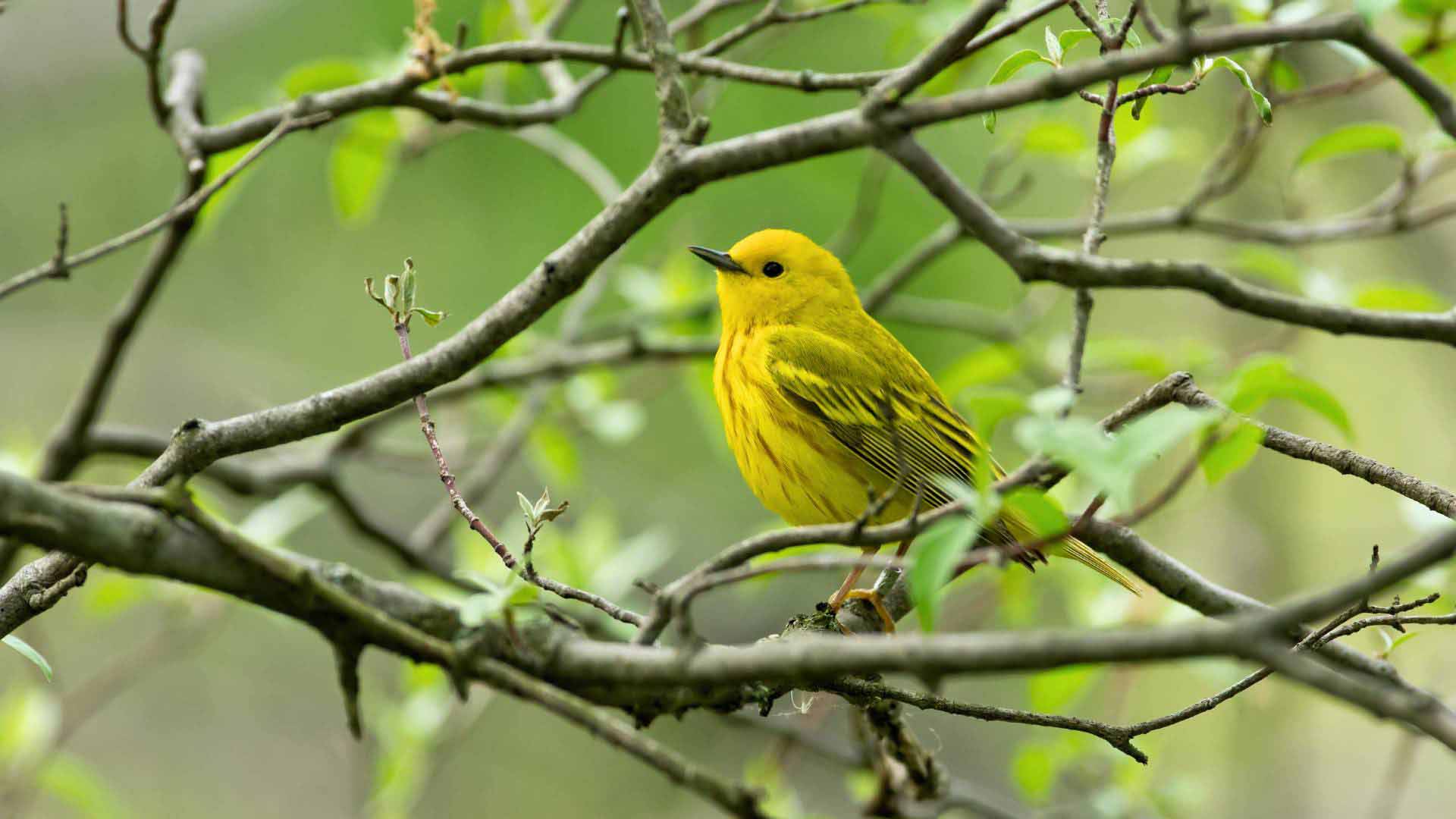 Yellow Warbler