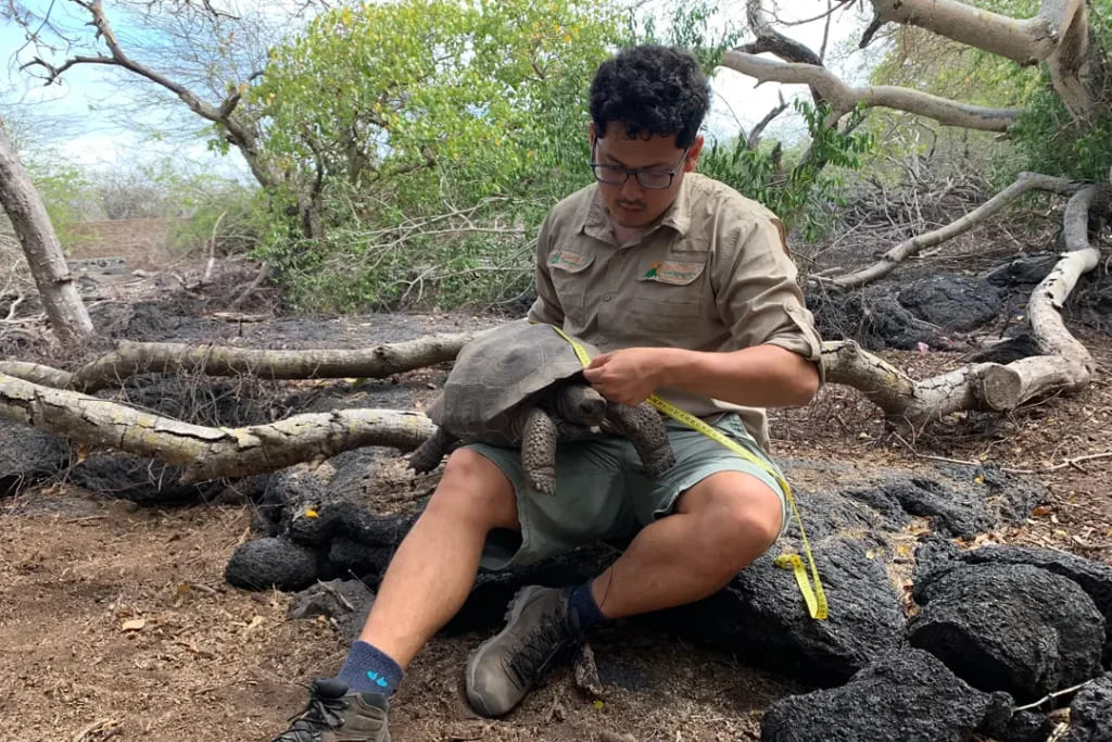 Cristian Gil, a conservation technician at Galápagos Conservancy, measuring a juvenile Chelonoidis guntheri tortoise on Isabela Island as part of routine monitoring before its reintroduction into the wild. 