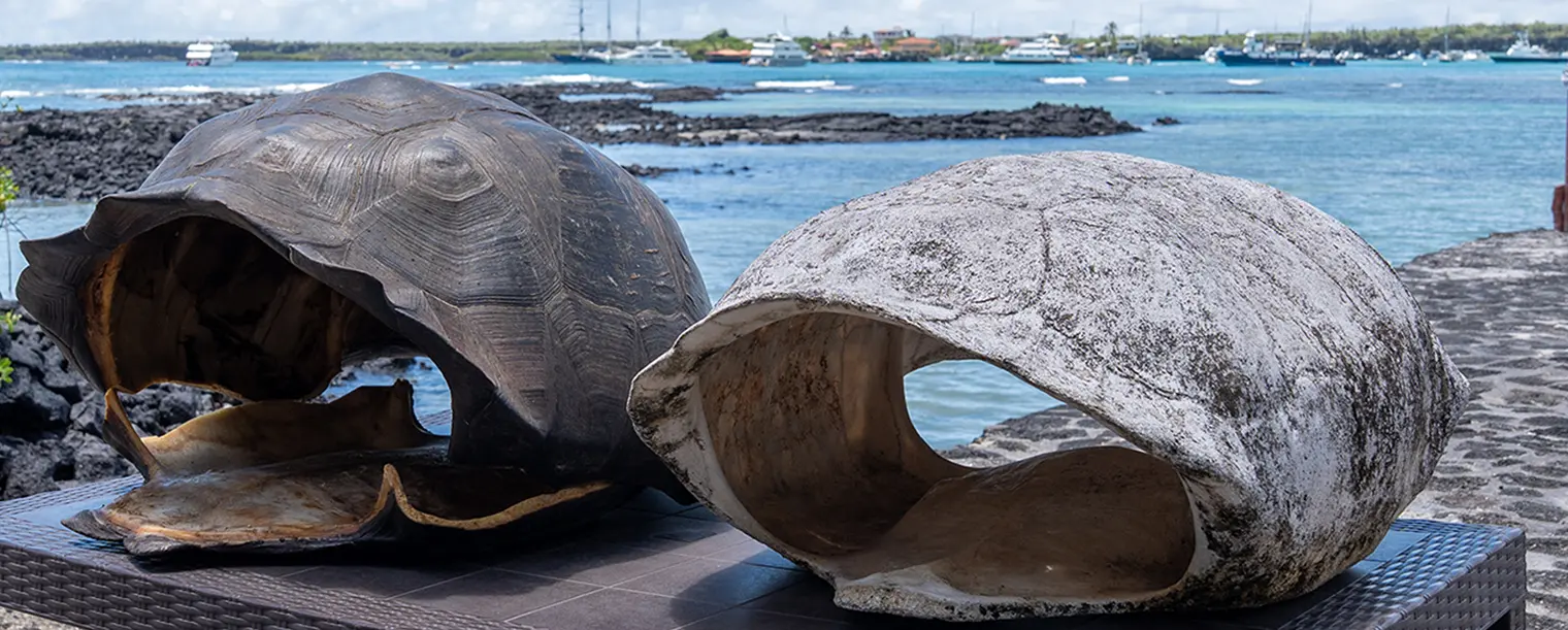 Giant tortoise shells donated by Galápagos Conservancy to the Charles Darwin Research Station, contributing to scientific research and the conservation of Galápagos biodiversity.