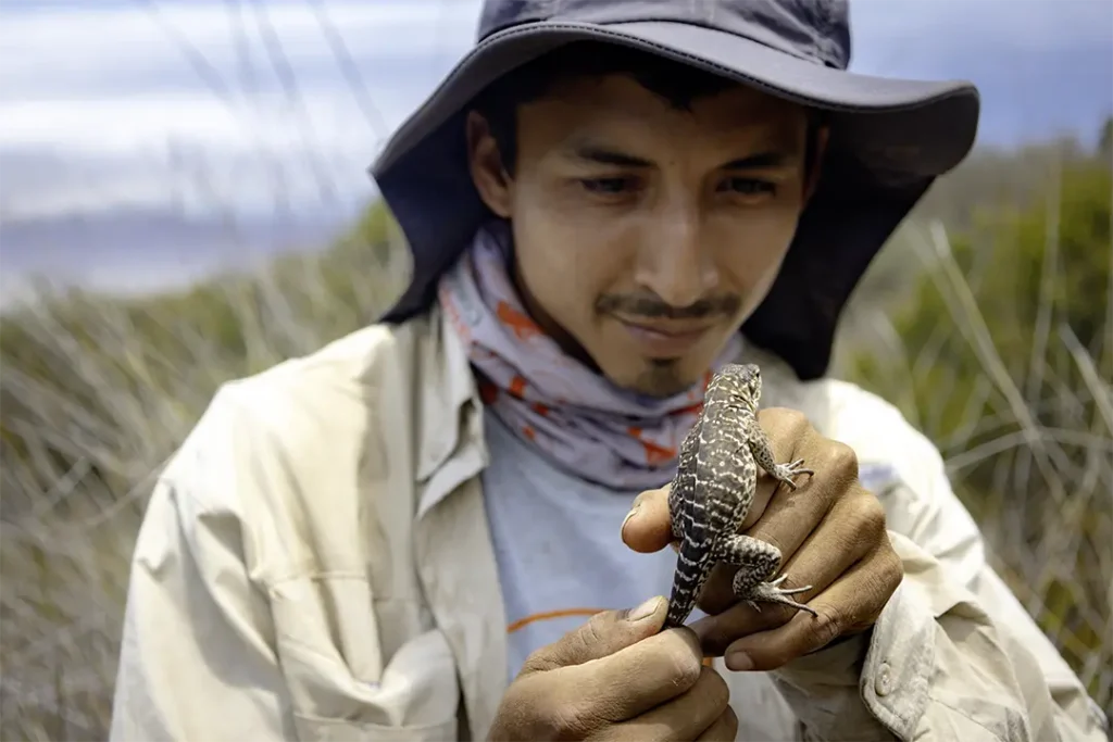 Adrián Cueva observes a neonate yellow land iguana (Conolophus subcristatus) during a field monitoring activity.