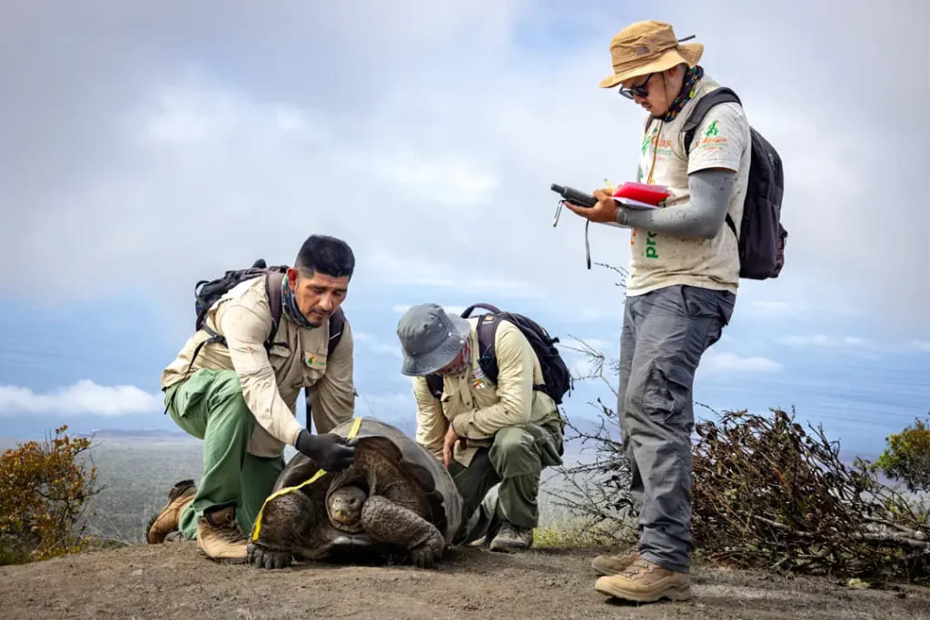 Walter Chimborazo (left), Roberto Jiménez, and Cristian Gil from Galápagos Conservancy’s science team record morphometric data from a giant tortoise (Chelonoidis becki) during a monitoring activity.