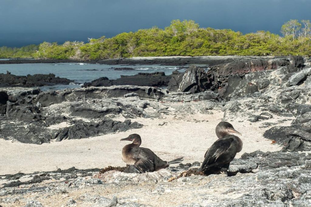 Flightless Cormorant Galapagos
