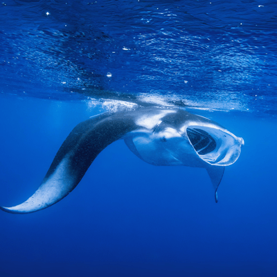 Manta ray - Canva - Cinoby
