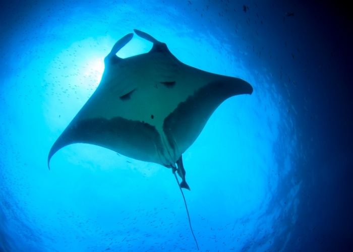 Mantaray - Canva - richcarey