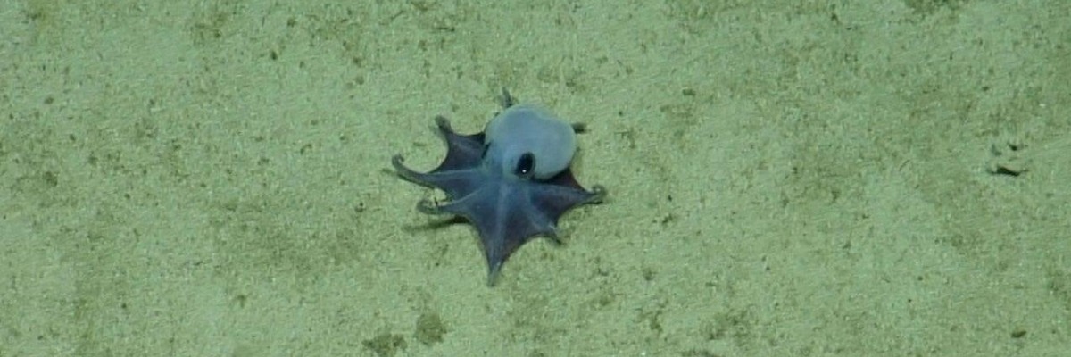 Tiny blue deep-sea octopus