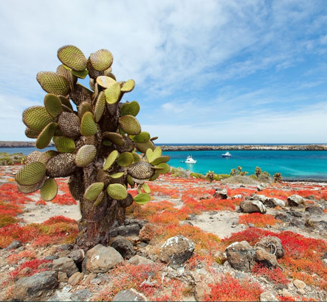 Island Seymour