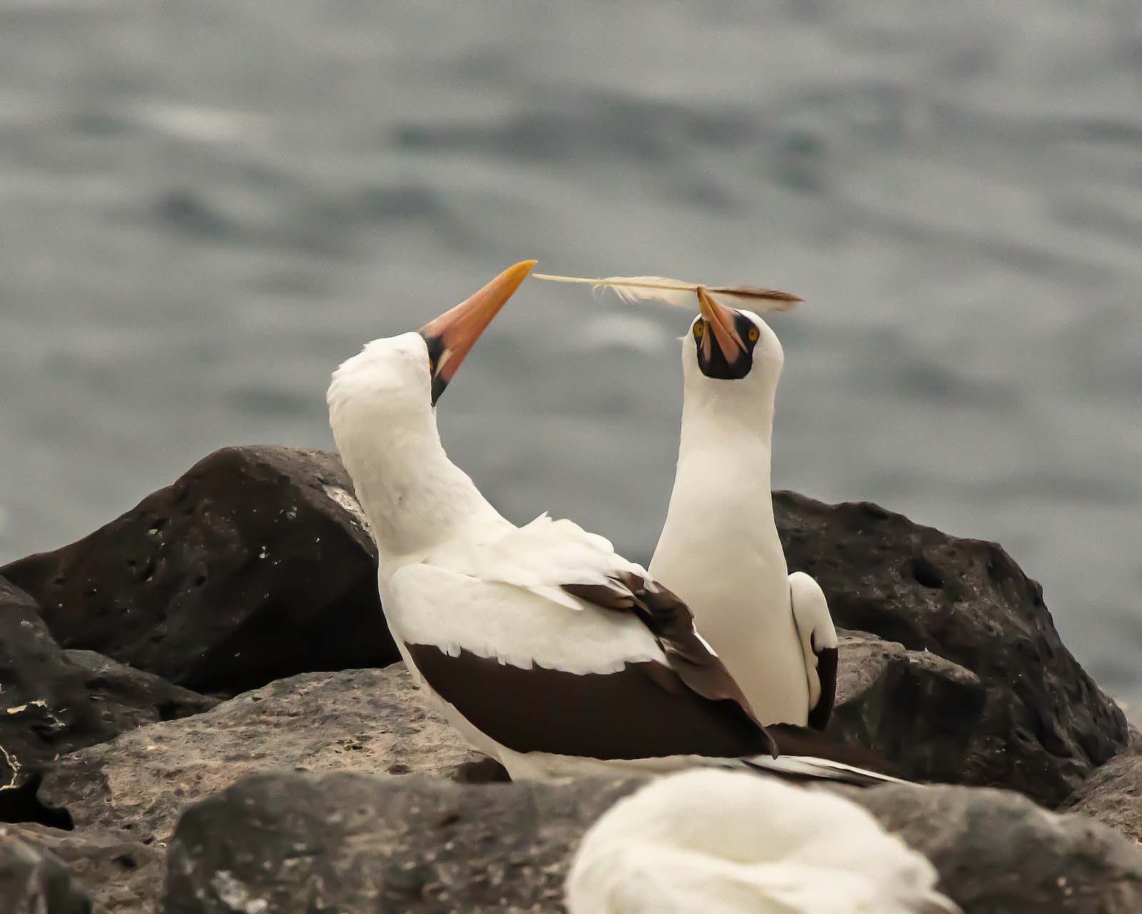 Nazca-Boobies-photo