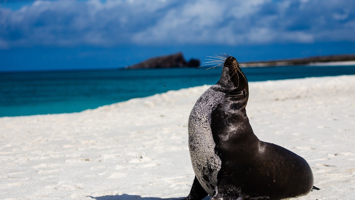 playa-mansa-and-sea-lion