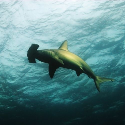 Smooth hammerhead shark in the Galápagos