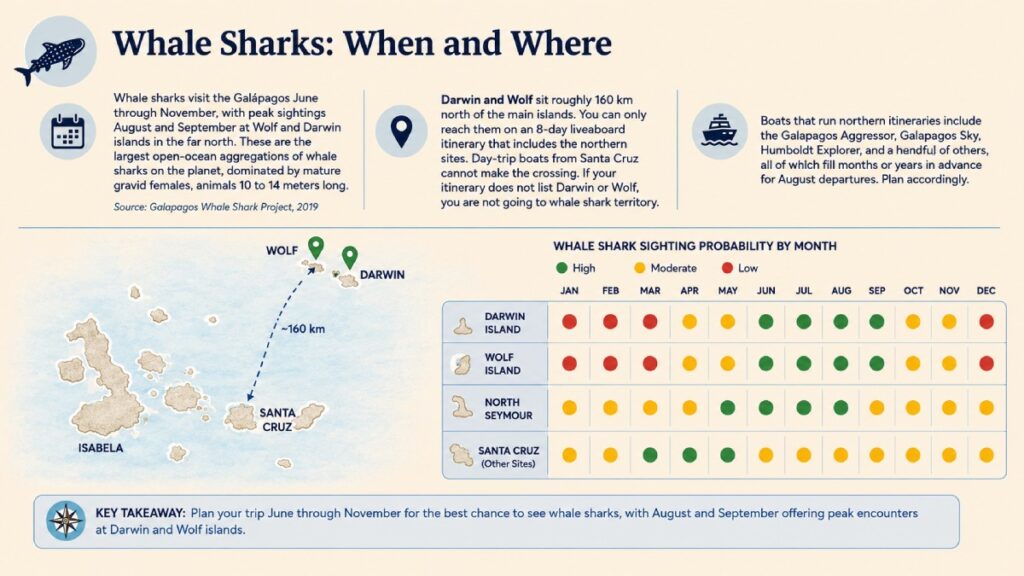 Whale Sharks: When and Where